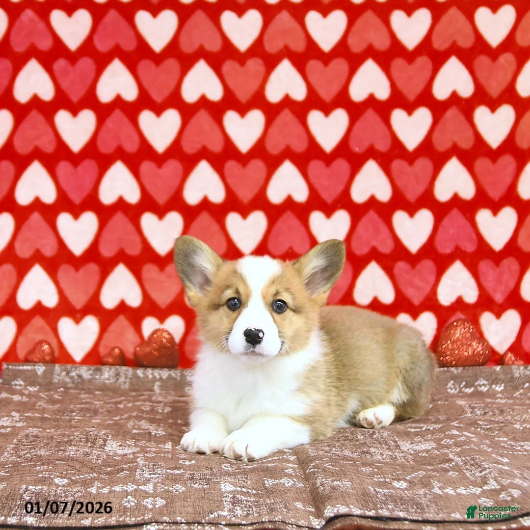 Welsh Corgi Pembroke dogs for sale: Roxy - Ad 10