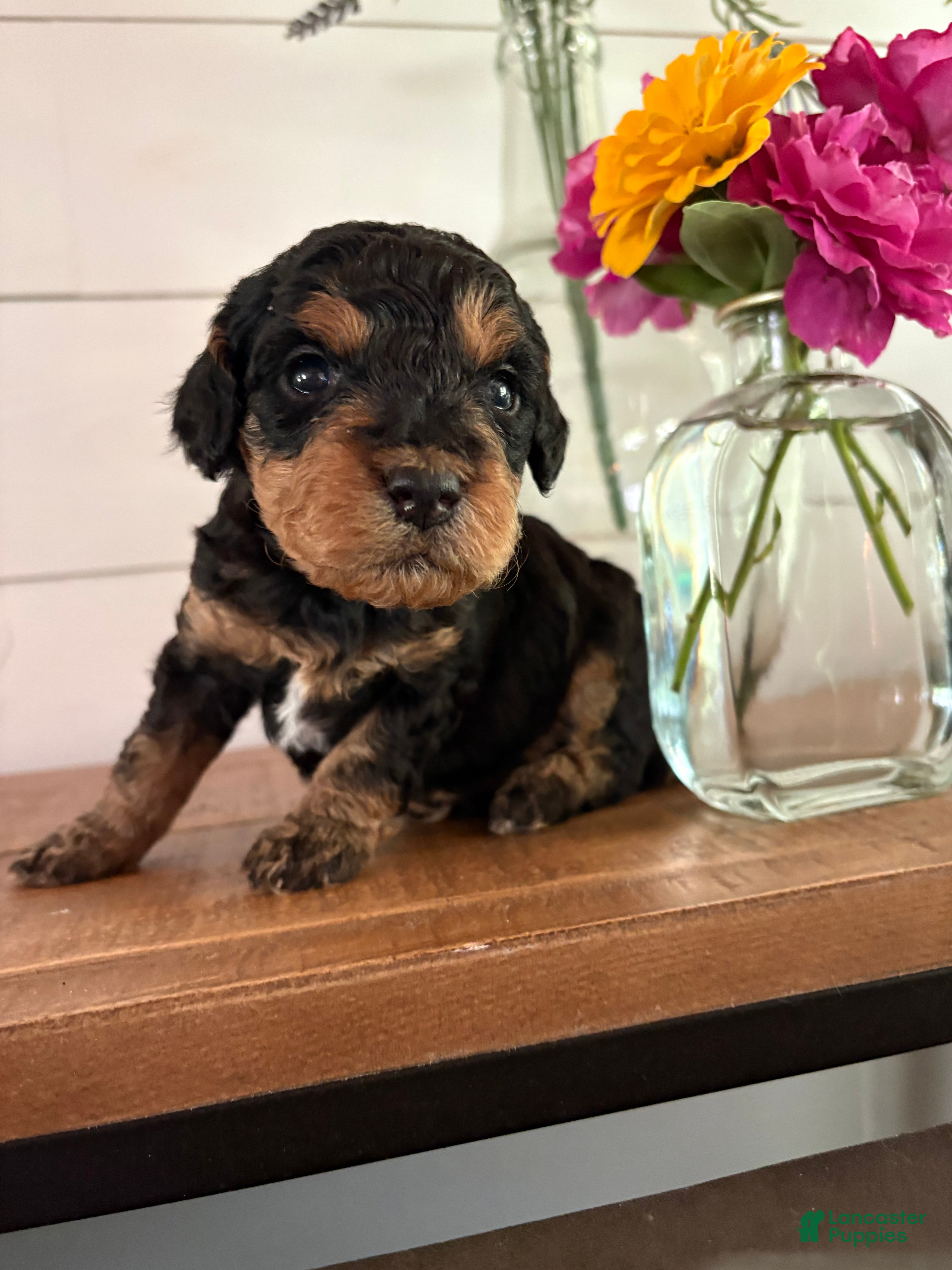 Mini Aussiedoodle dogs Mocha - Ad 2