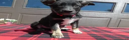 Mixed Breed dogs for sale: Australian Shepherd Puppy 3 Misty - Ad 1