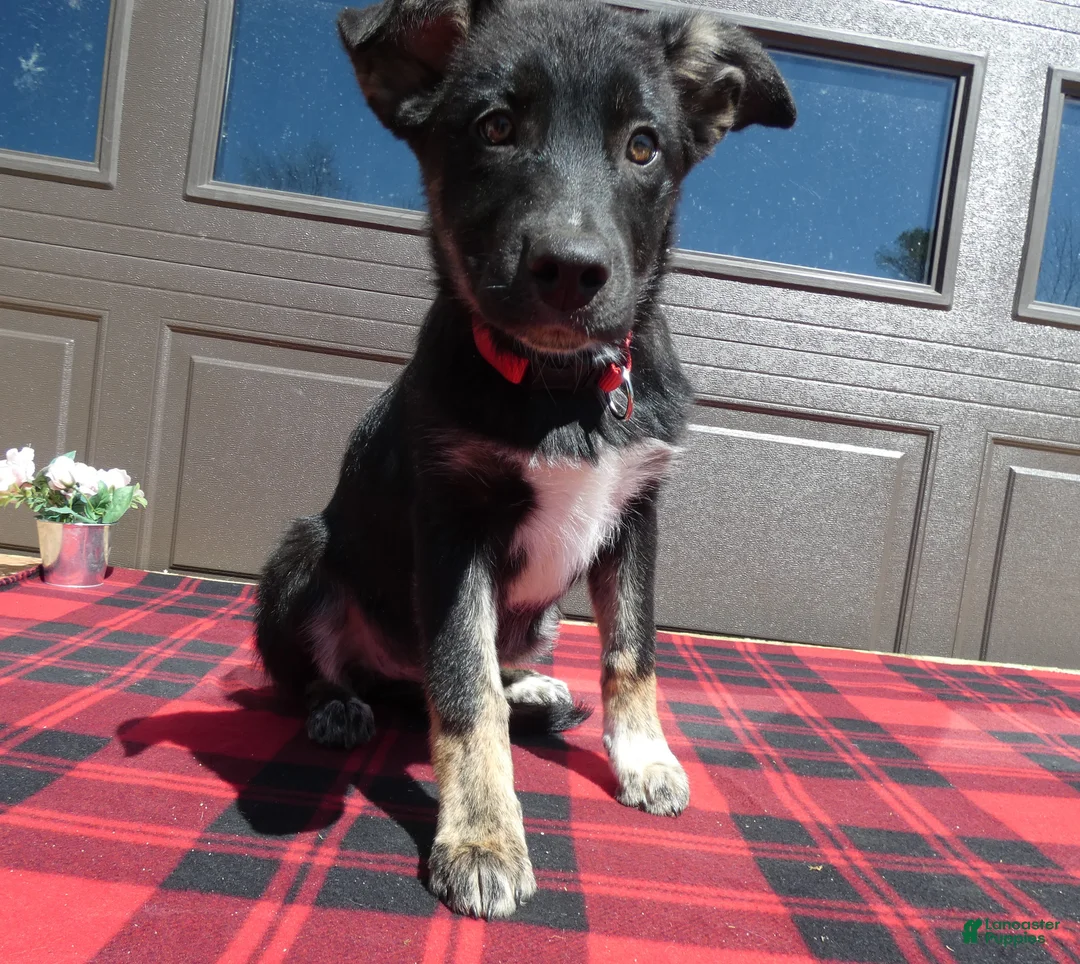 Mixed Breed dogs for sale: Australian Shepherd Puppy 3 Misty - Ad 1
