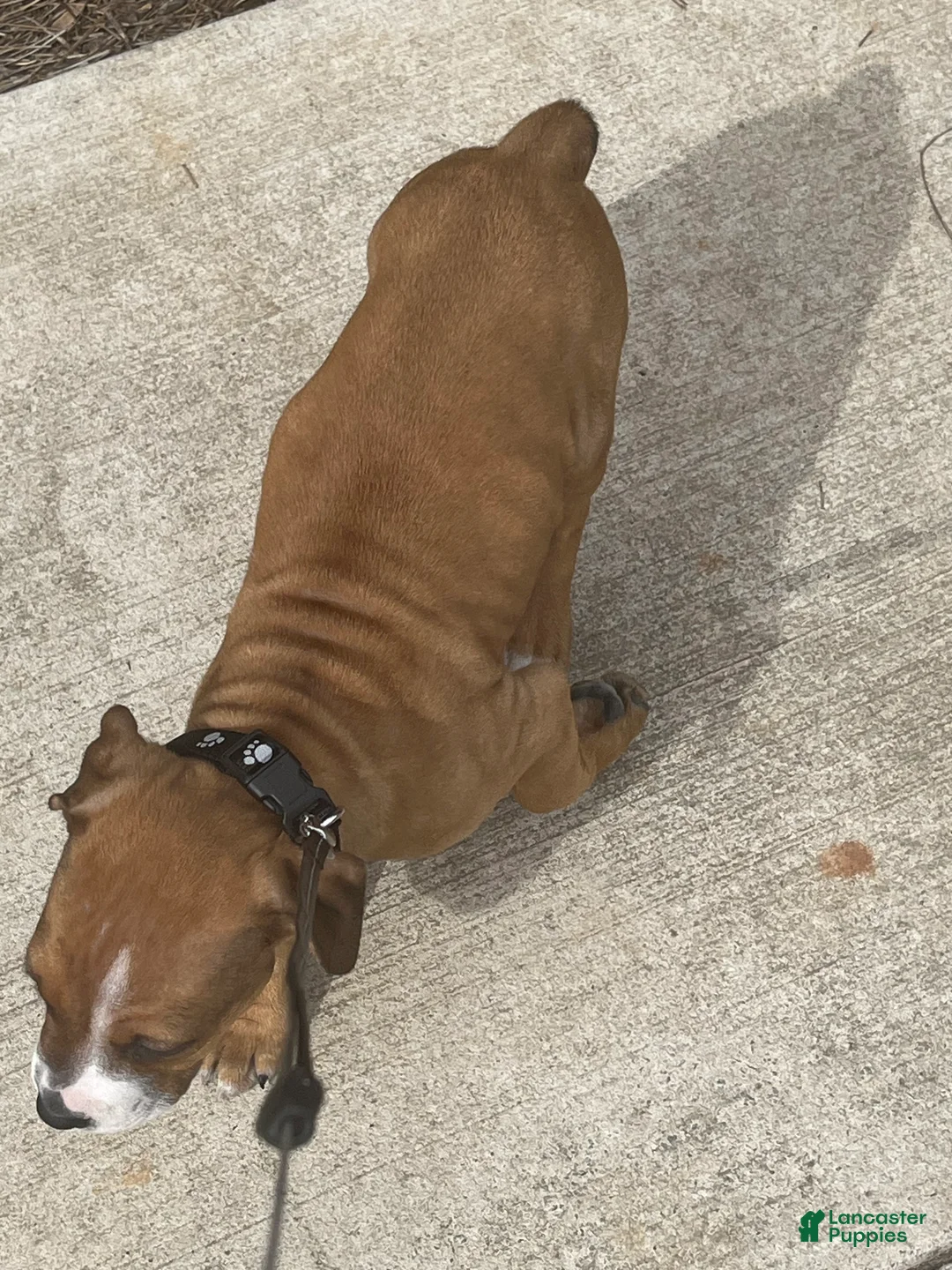 Mixed Breed dogs for sale: Mixed Breed Puppy 1 - Ad 2