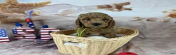 Mini Goldendoodle dogs for sale: Grogu - Ad 1