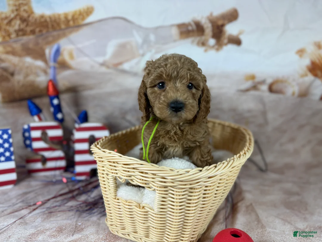 Mini Goldendoodle dogs for sale: Grogu - Ad 1