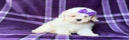 Bichpoo dogs for sale: Hope - Ad 9