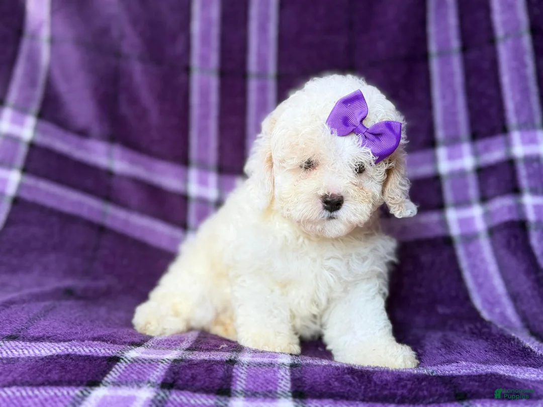 Bichpoo dogs for sale: Hope - Ad 9
