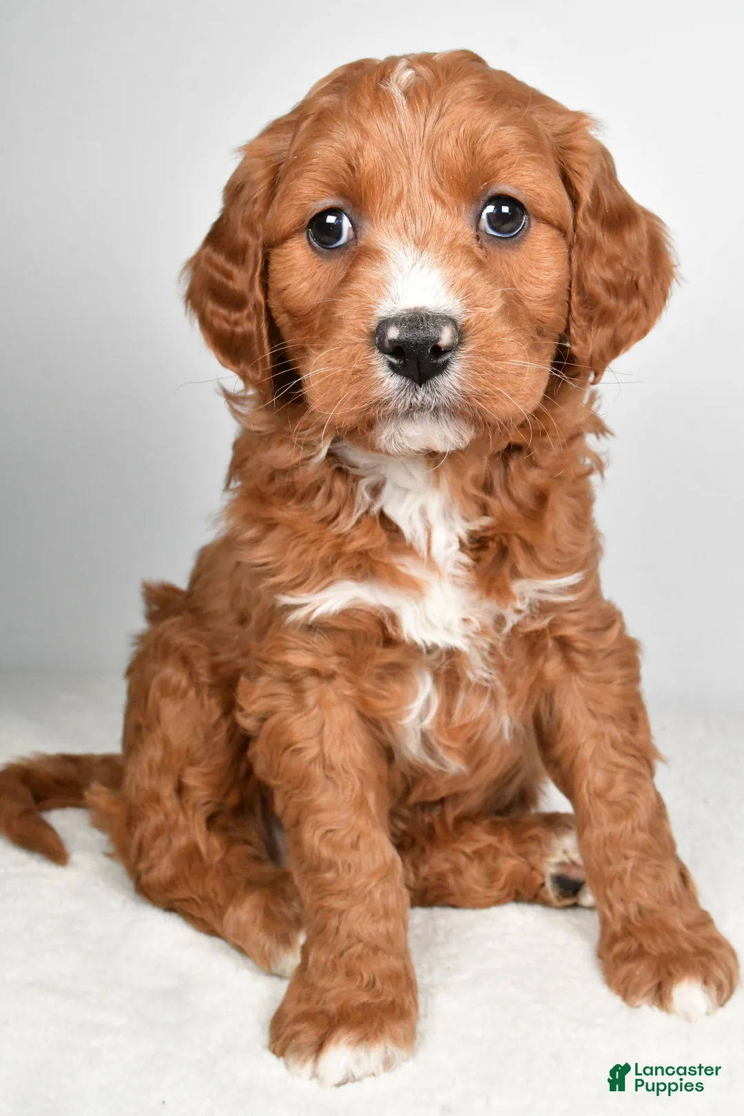 Mini Goldendoodle dogs for sale: Benji - Ad 12
