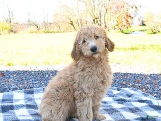 Goldendoodle dogs - Ad 41