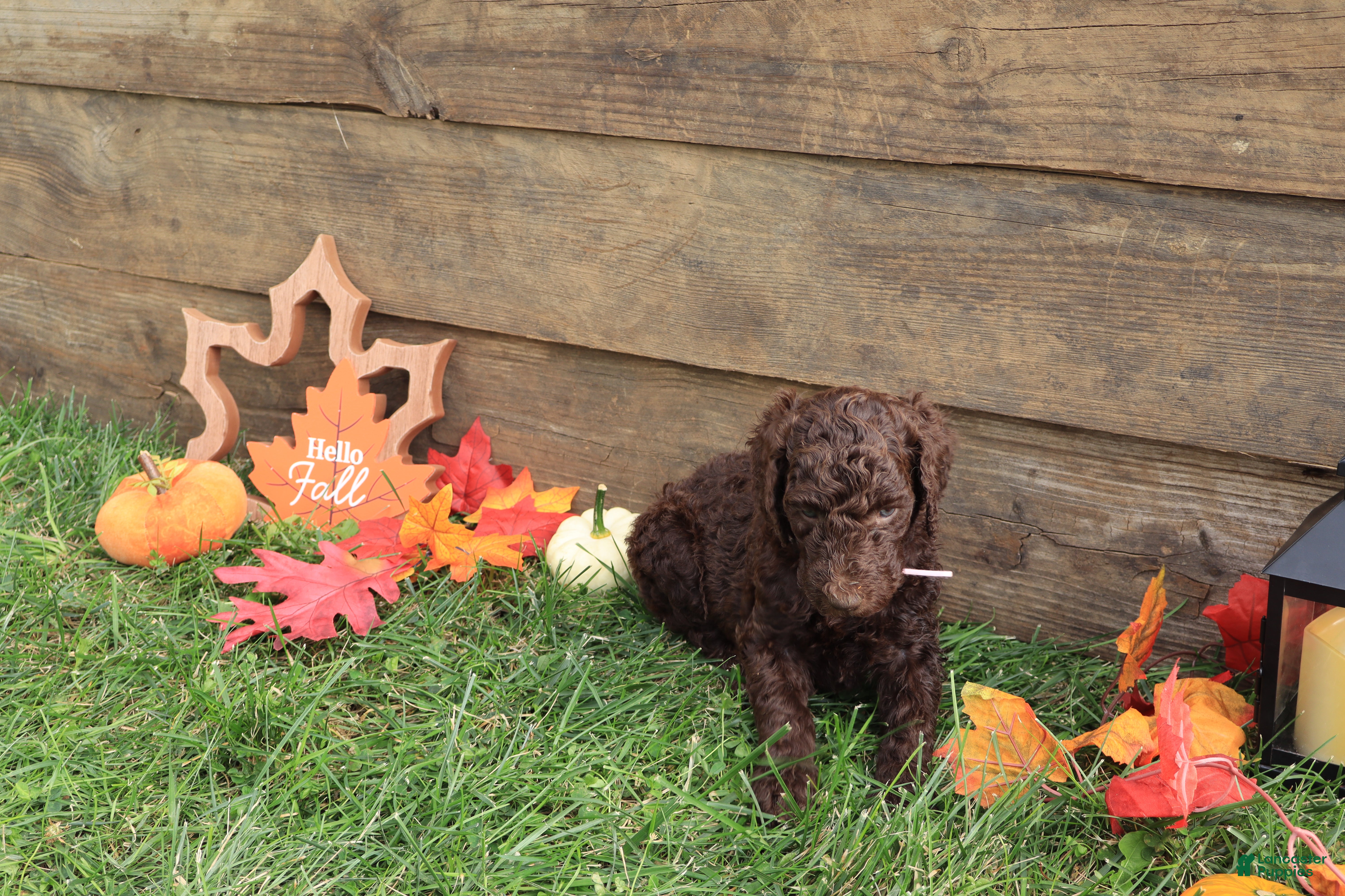 Standard Poodle dogs Ruth - Ad 2