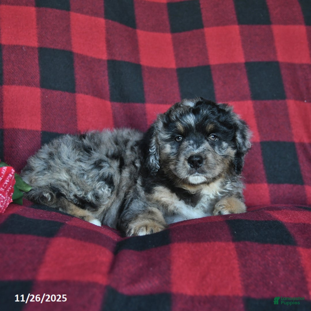 Mini Bernedoodle dogs for sale: Elf  - Ad 4