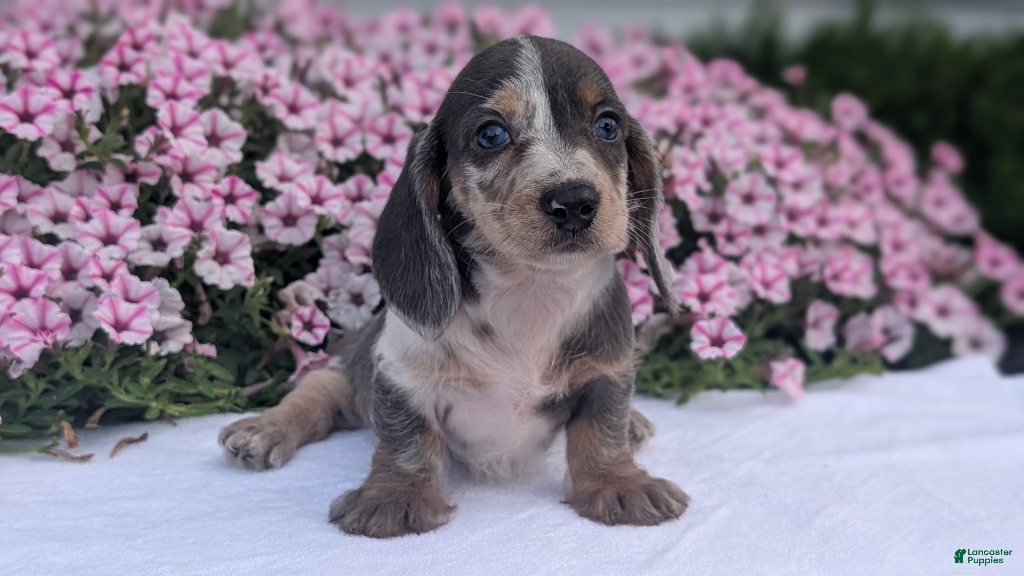 Miniature Dachshund dogs Kya - Ad 2