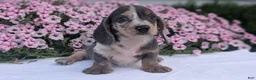 Miniature Dachshund dogs for sale: Kya - Ad 2