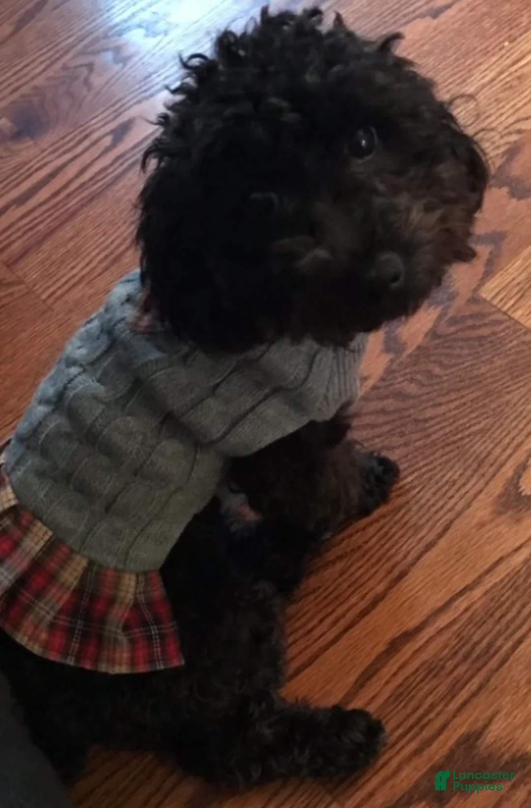 Toy Poodle dogs for sale: Toy Poodle Puppy 2 - Ad 2