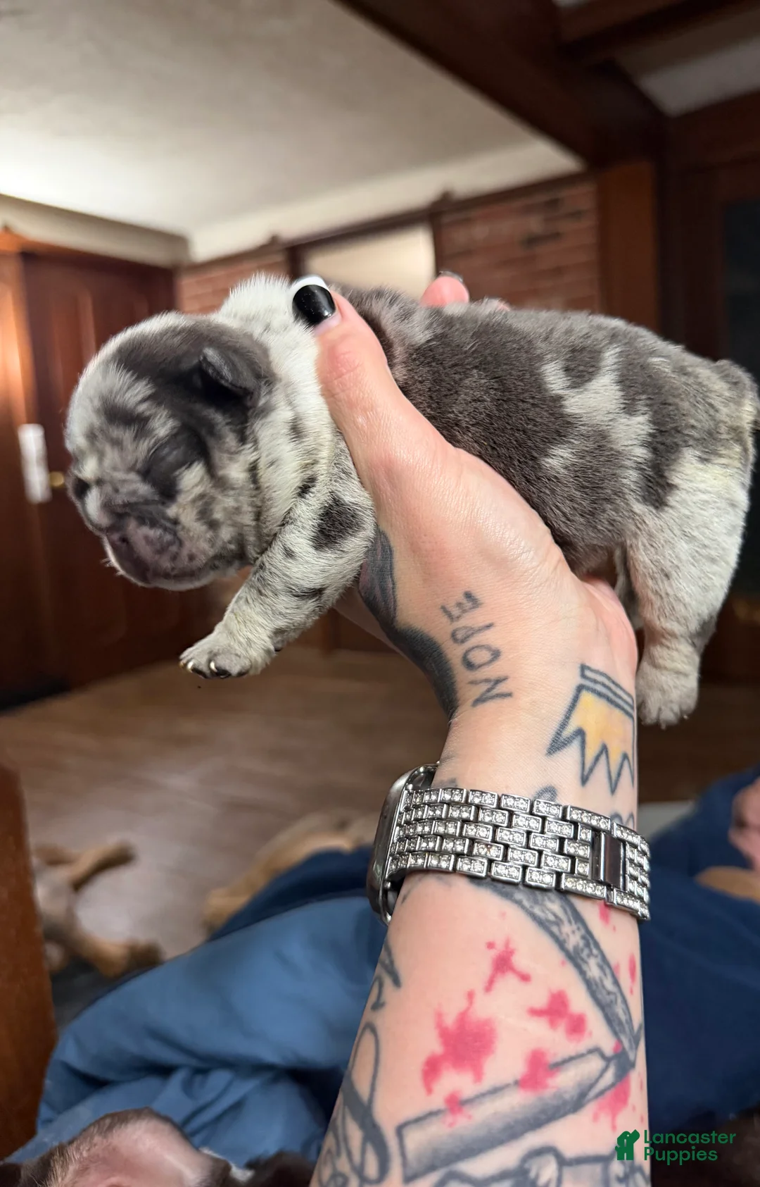 English Bulldog dogs for sale: Blue tweed merle male - Ad 2