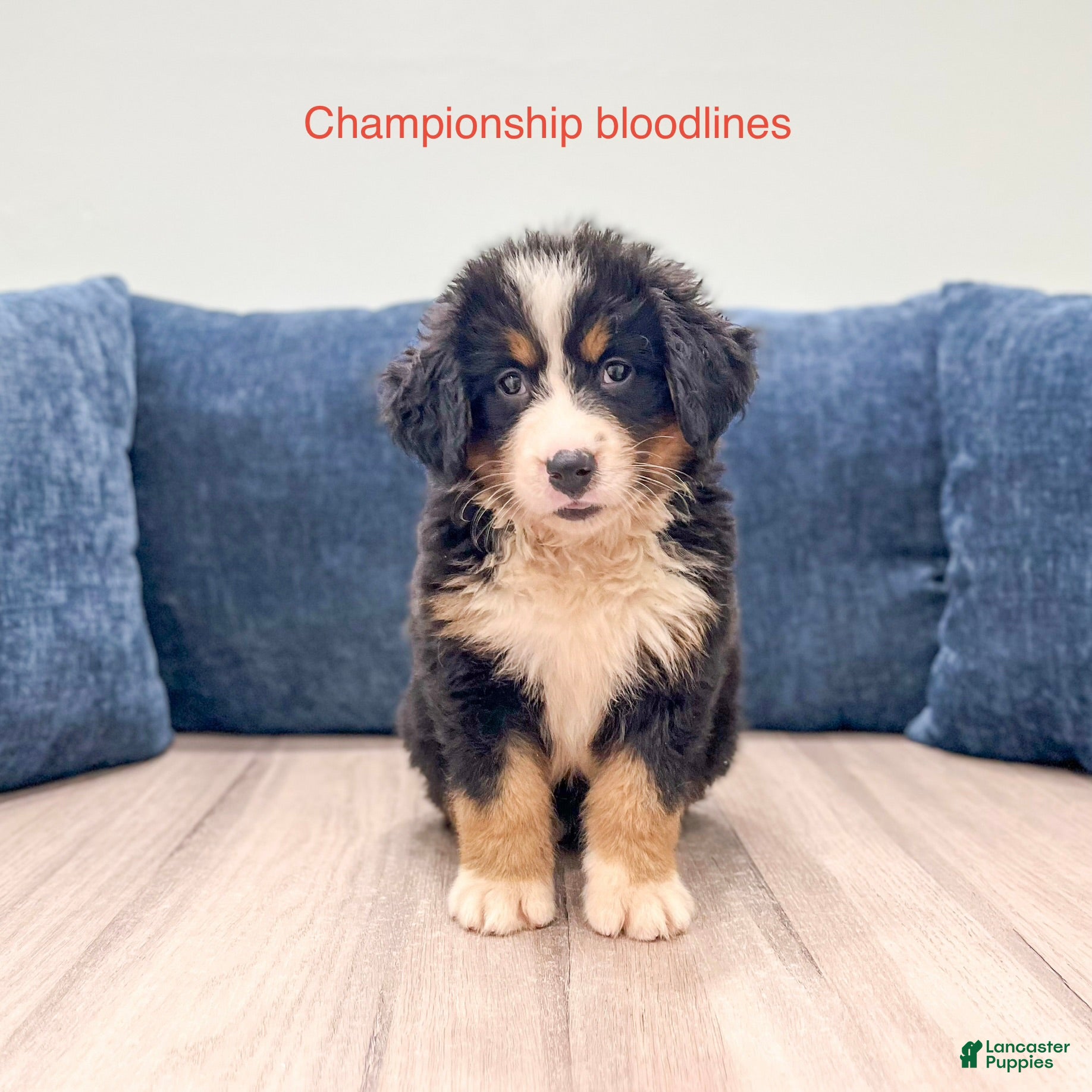 Bernese Mountain Dog dogs Millie - Ad 1