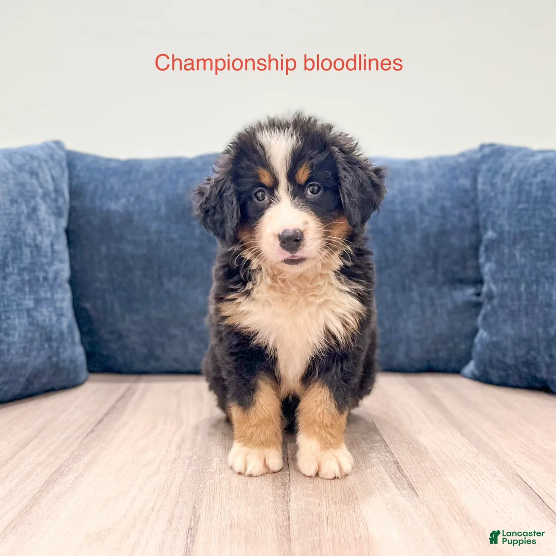 Bernese Mountain Dog dogs for sale: Millie - Ad 1
