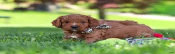 Cavapoo dogs for sale: Ashton - Ad 6