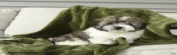 Mixed Breed dogs for sale: Larry - Ad 2