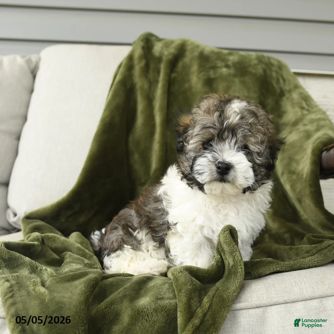 Mixed Breed dogs for sale: Larry - Ad 2