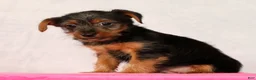 Yorkshire Terrier dogs for sale: Nolan - Ad 7