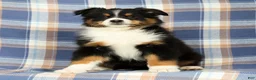 Australian Shepherd dogs for sale: Molly - Ad 1