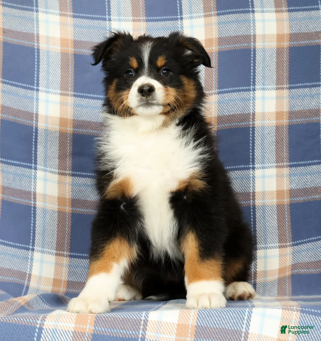 Australian Shepherd dogs for sale: Molly - Ad 1