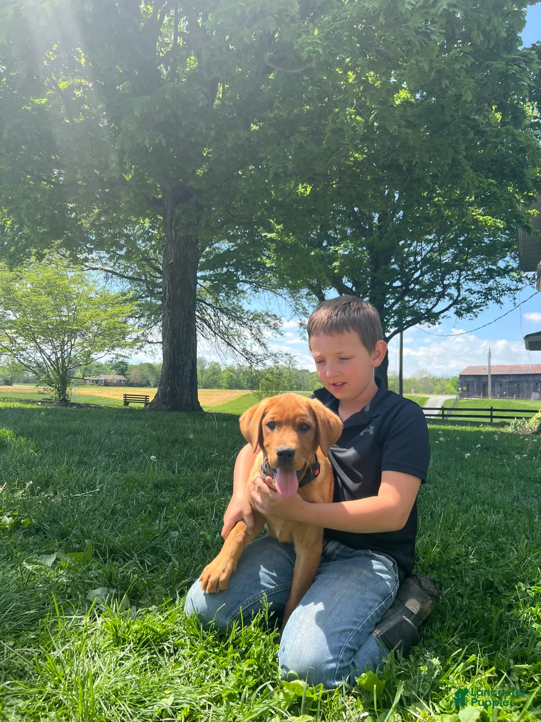 Labrador Retriever dogs for sale: Major - Ad 2