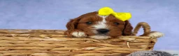 Cavapoo dogs for sale: Milo 💙🦴 - Ad 11