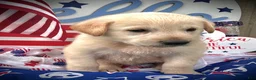 Mixed Breed dogs for sale: America  - Ad 2