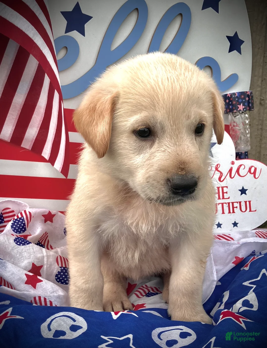 Mixed Breed dogs for sale: America  - Ad 2