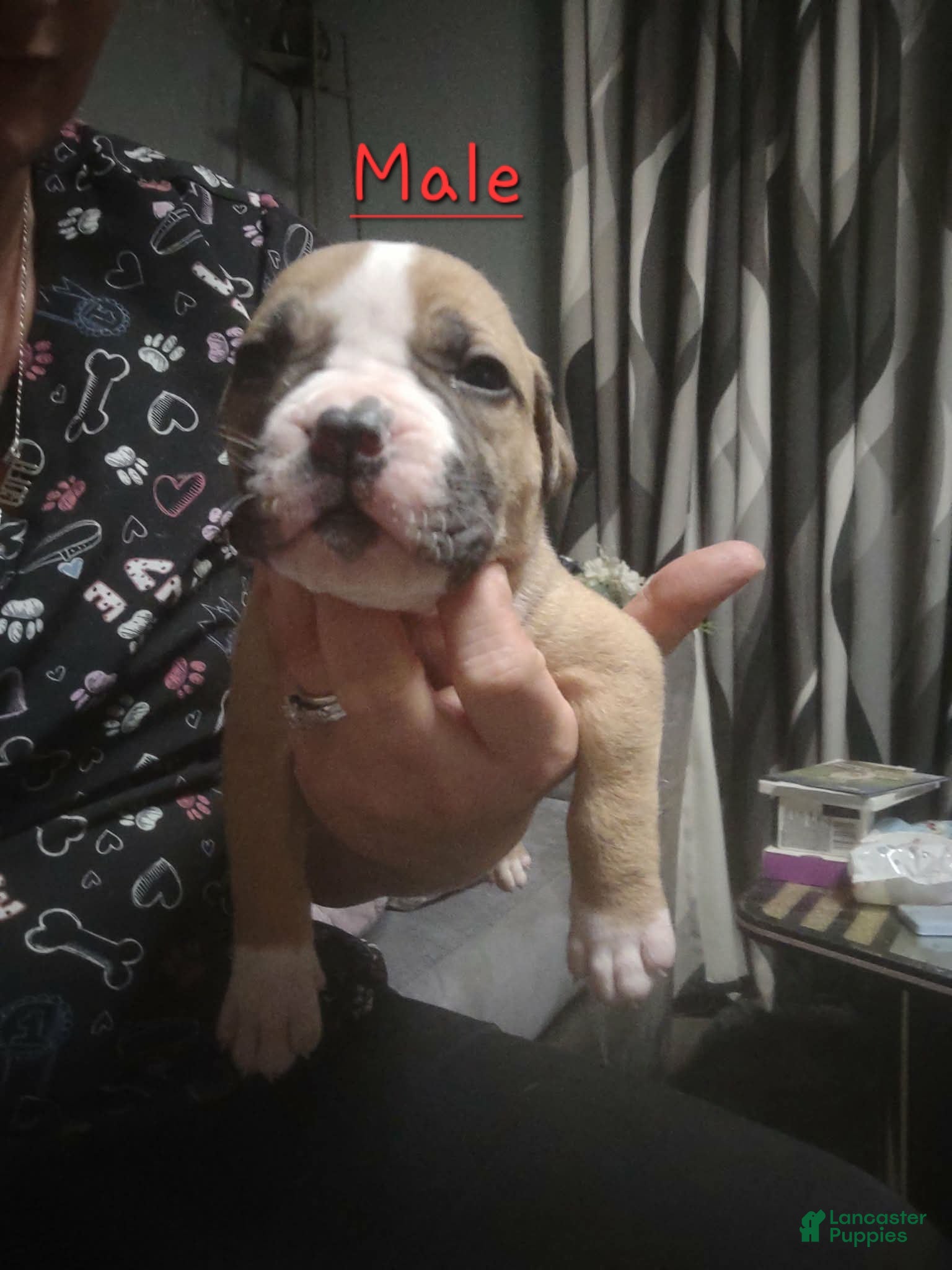 American Pit Bull Terrier dogs American Pit Bull Terrier 1 - Ad 25