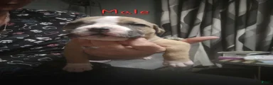 American Pit Bull Terrier 1