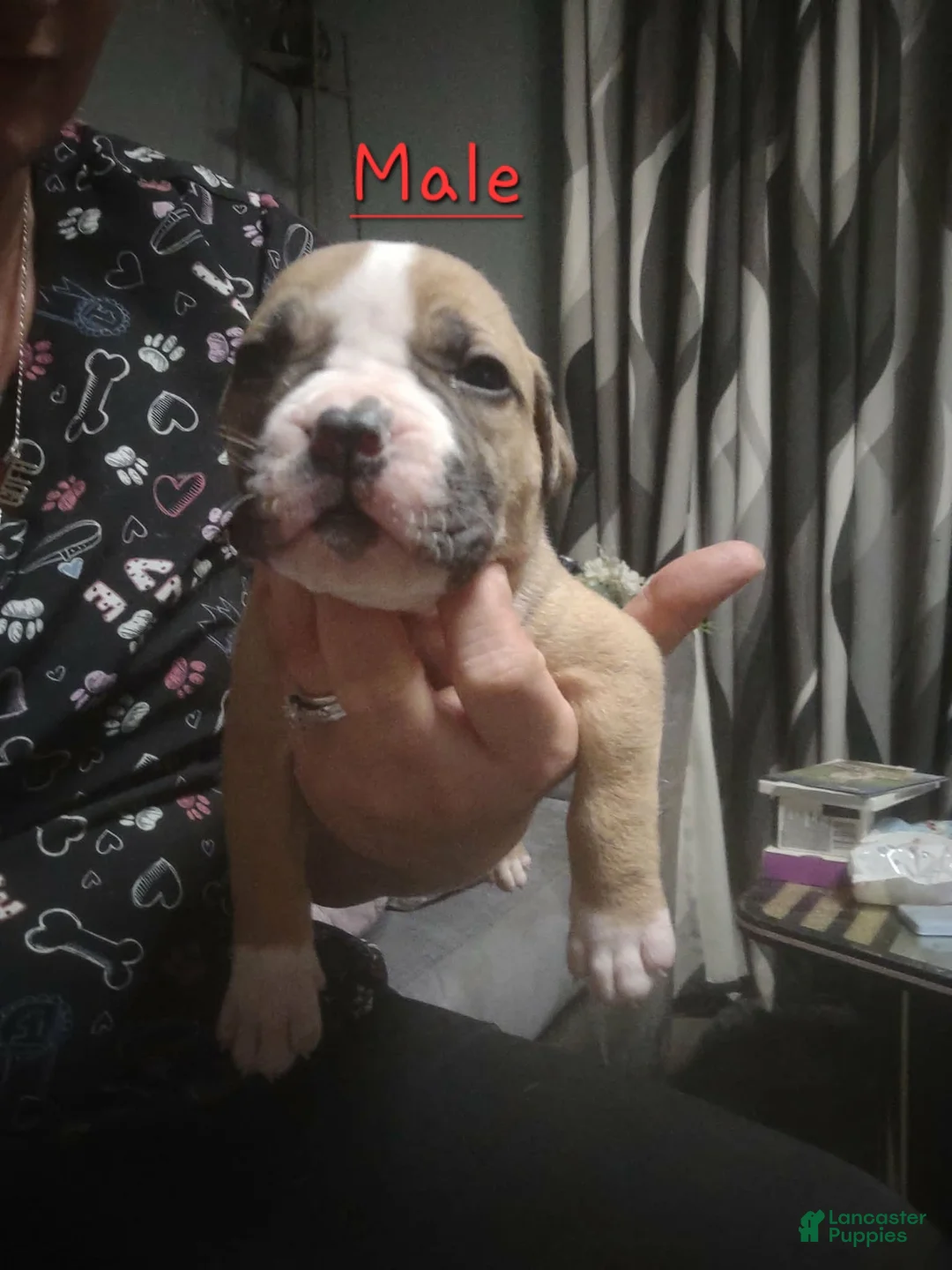 American Pit Bull Terrier dogs for sale: American Pit Bull Terrier 1 - Ad 1