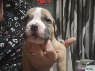 American Pit Bull Terrier dogs American Pit Bull Terrier 1 - Ad 17
