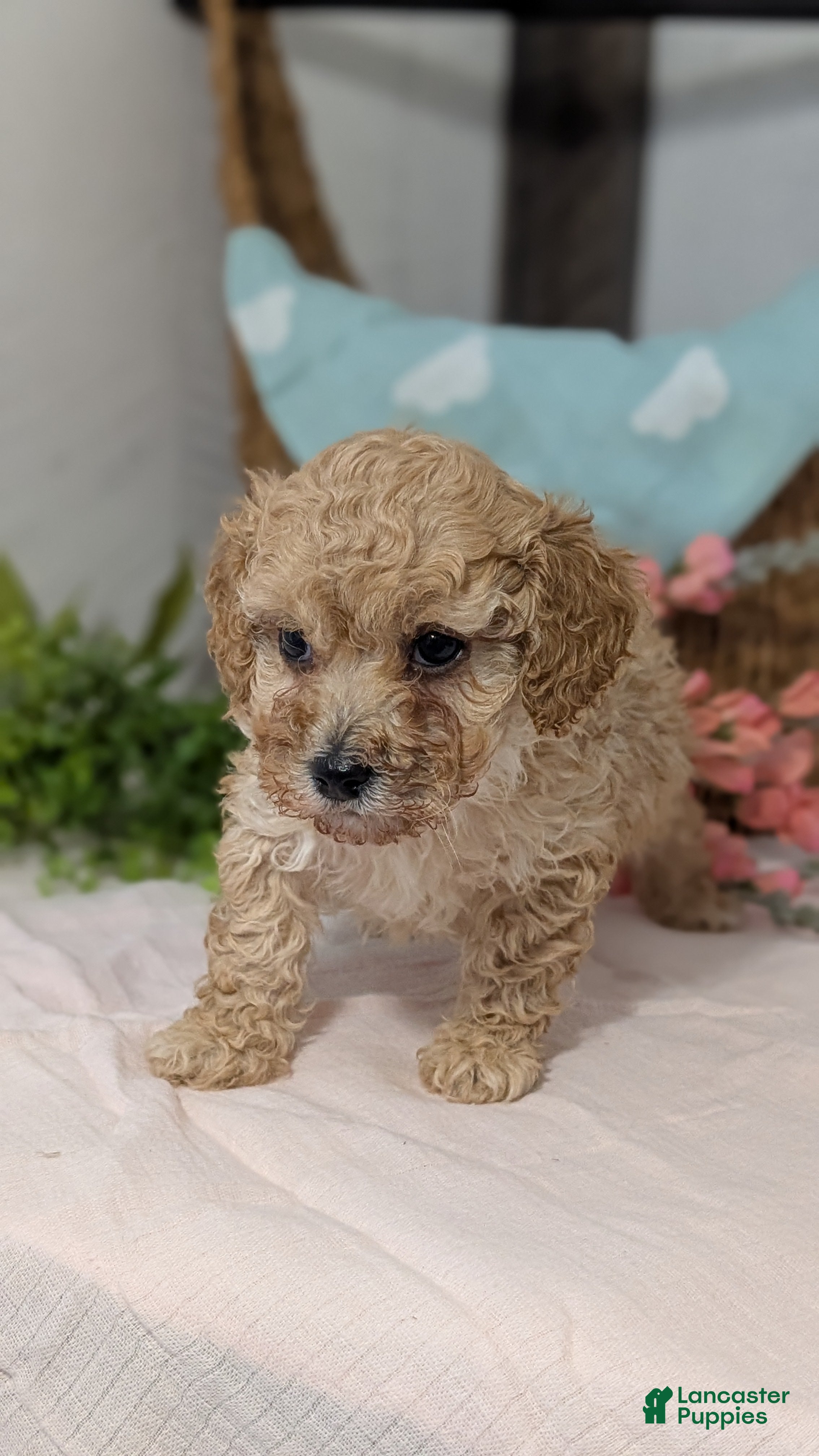Miniature Poodle dogs Zeus - Ad 7