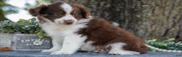 Miniature Australian Shepherd dogs for sale: Archer - Ad 3