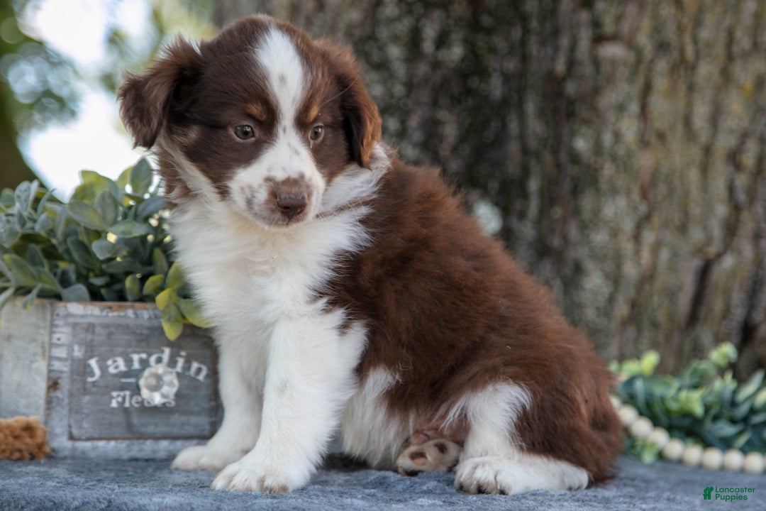 Miniature Australian Shepherd dogs for sale: Archer - Ad 3