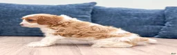 Cavapoo dogs for sale: Grace - Ad 2