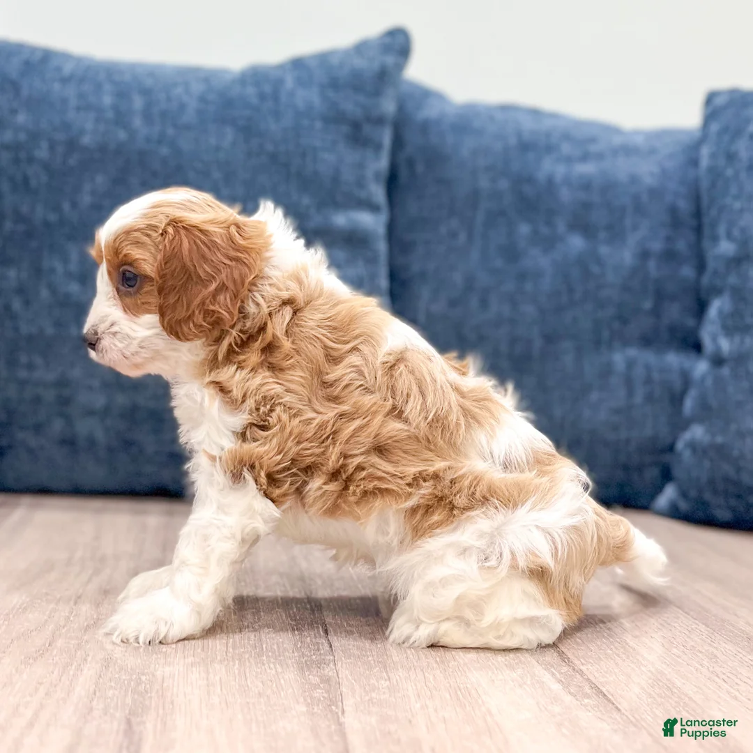Cavapoo dogs for sale: Grace - Ad 2
