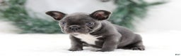 French Bulldog dogs for sale: Harper - Ad 4