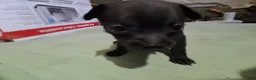 Chihuahua dogs for sale: Chihuahua 2 mork - Ad 13
