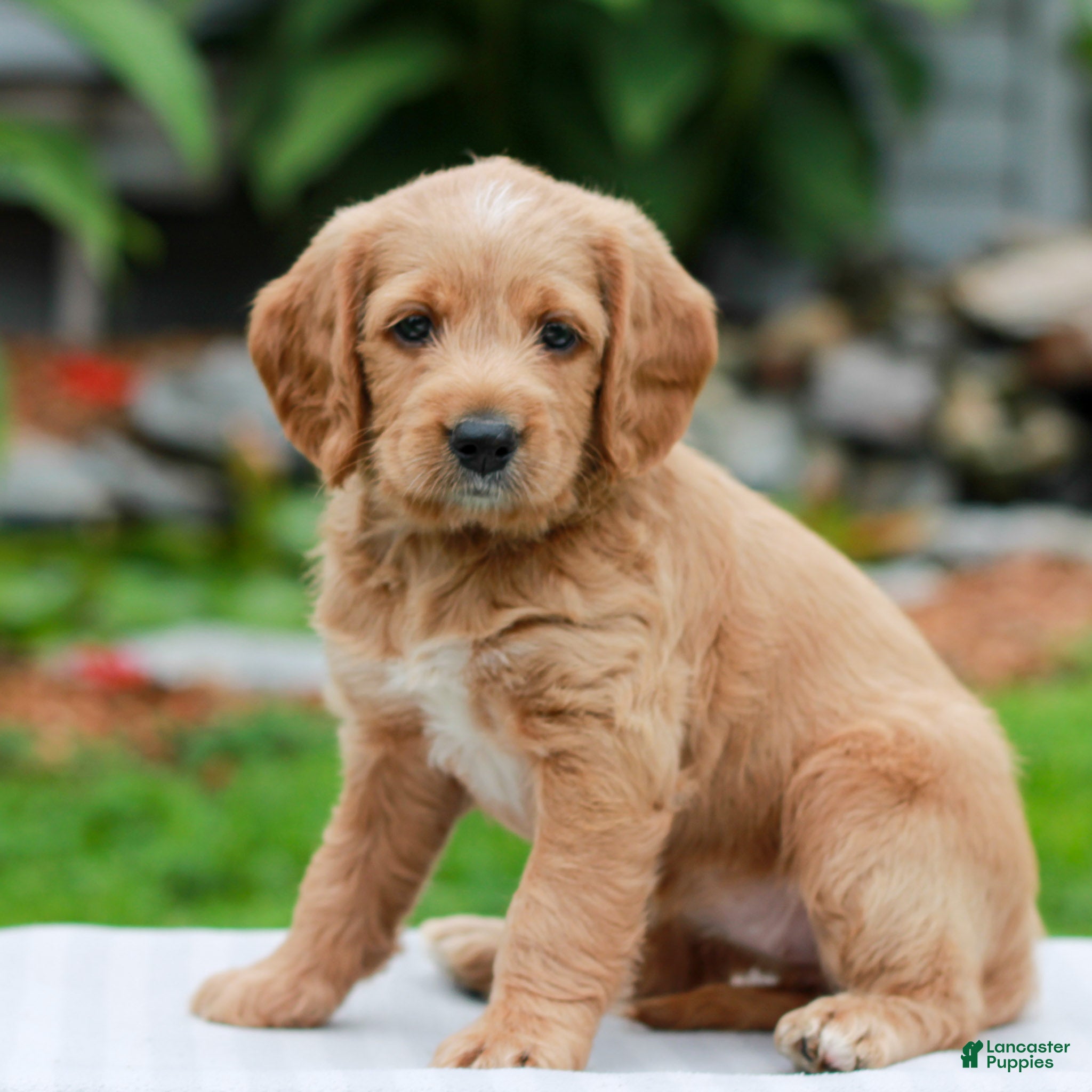 Miniature Labradoodle dogs Charlotte - Ad 2