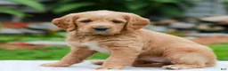 Miniature Labradoodle dogs for sale: Charlotte - Ad 2