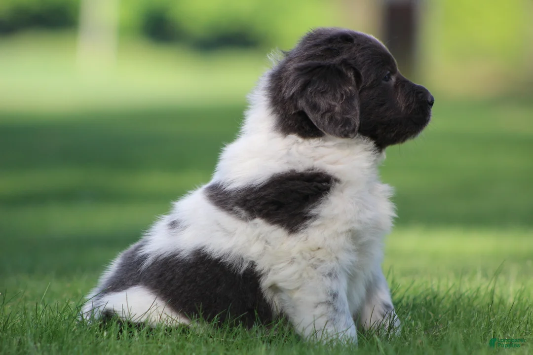 Newfoundland dogs for sale: Macy  - Ad 2