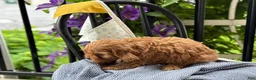 Cavapoo dogs for sale: Jacey - Ad 9