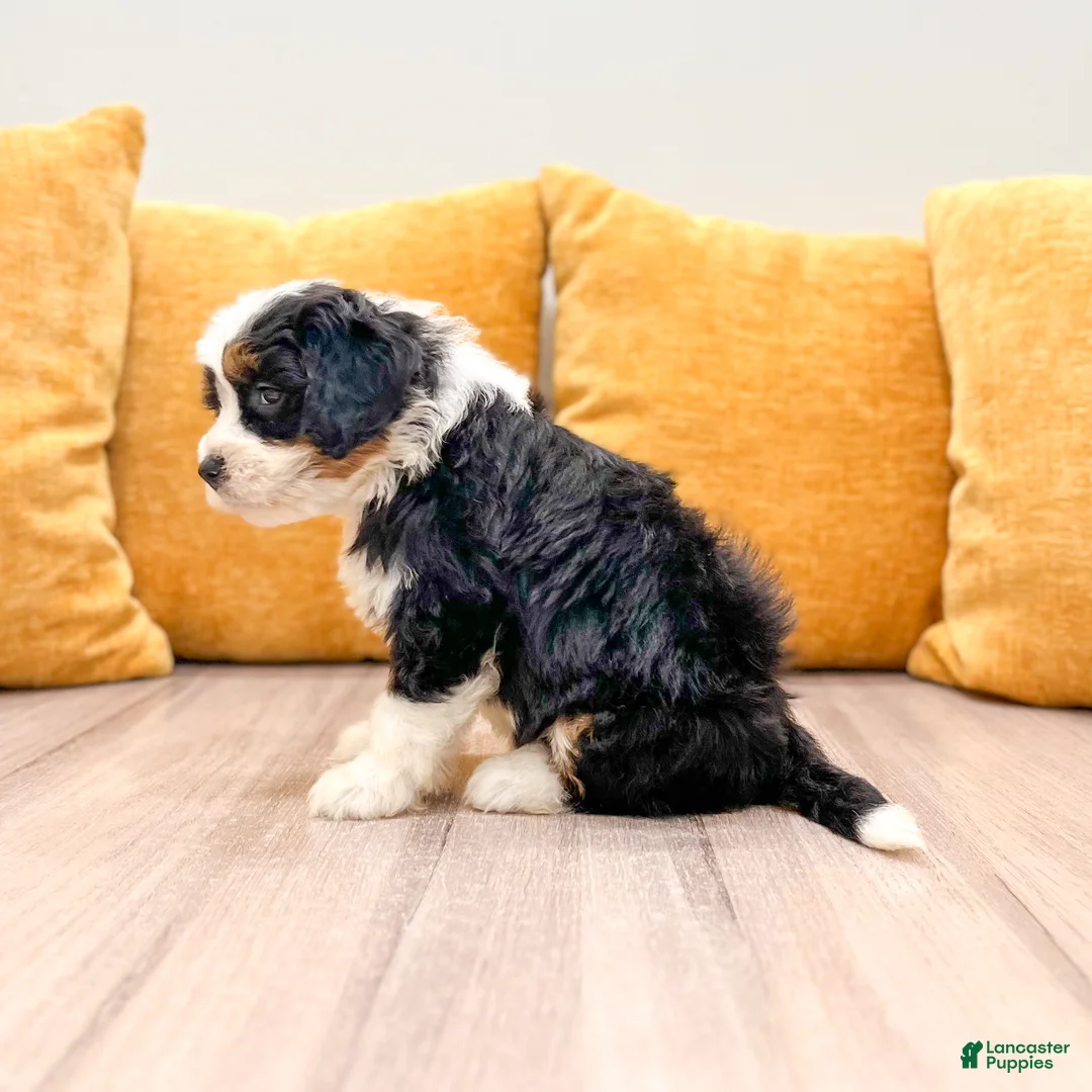 Mini Bernedoodle dogs for sale: Harmony - Ad 2