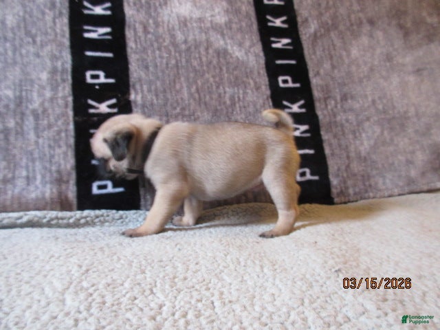 Pug dogs Pug Puppy 4 - Ad 1
