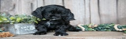 Cocker Spaniel dogs for sale: Duke - Ad 2
