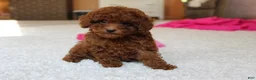 Toy Poodle dogs for sale: Mia - Ad 15