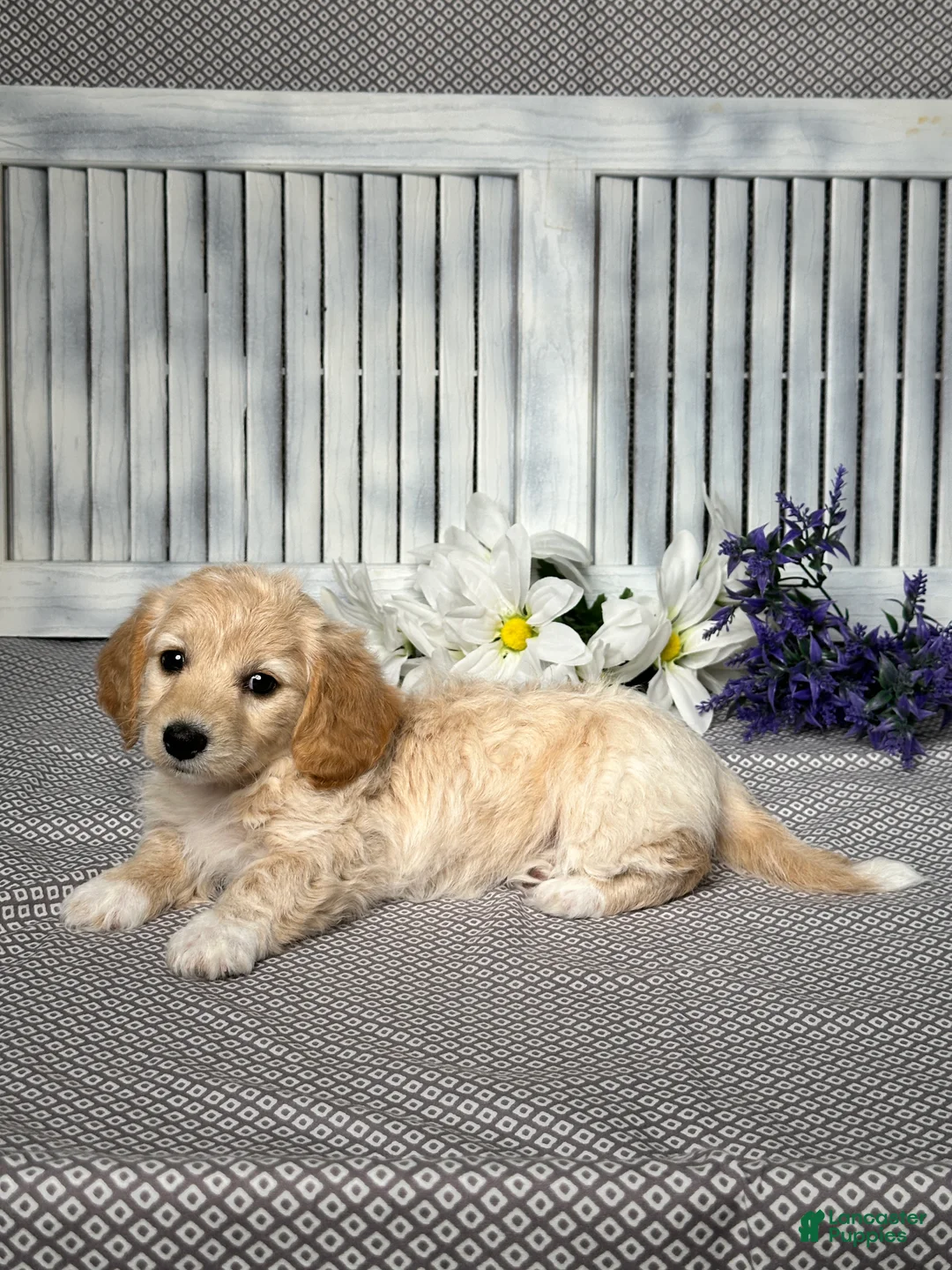 Mixed Breed dogs for sale: Callie - Ad 4