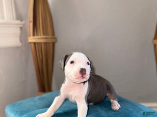 American Pit Bull Terrier dogs - Ad 14